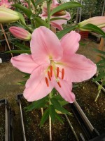 [4345 Monsano VH No02.JPG]